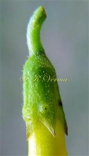  Calyx with glands